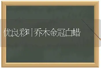 优良彩叶乔木金冠白蜡