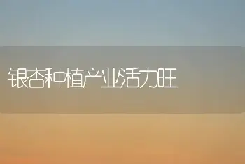 银杏种植产业活力旺