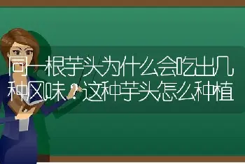 同一根芋头为什么会吃出几种风味？这种芋头怎么种植