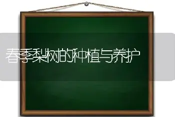 春季梨树的种植与养护