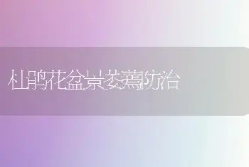 杜鹃花盆景萎蔫防治