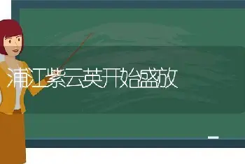 浦江紫云英开始盛放