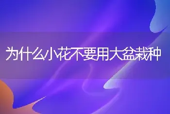 为什么小花不要用大盆栽种