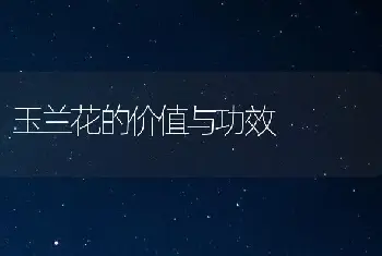 玉兰花的价值与功效