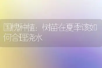 国槐种植：树苗在夏季该如何合理浇水