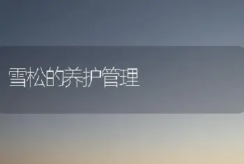 雪松的养护管理