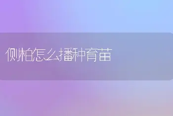 侧柏怎么播种育苗