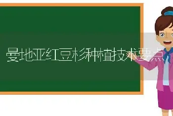 曼地亚红豆杉种植技术要点