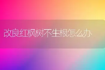 改良红枫树不生根怎么办