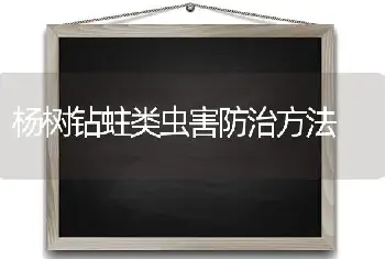 杨树钻蛀类虫害防治方法