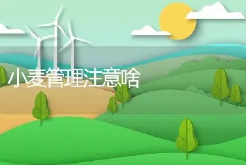 小麦管理注意啥