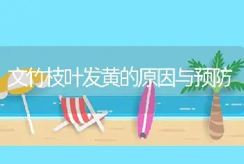 文竹枝叶发黄的原因与预防