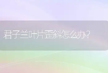 君子兰叶片歪斜怎么办？