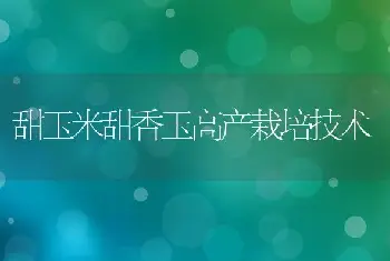 甜玉米甜香玉高产栽培技术