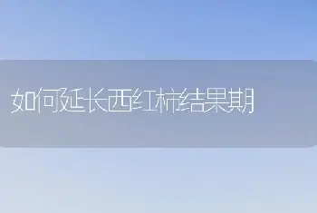 如何延长西红柿结果期