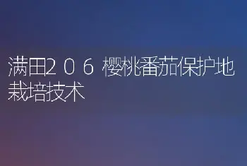 满田206樱桃番茄保护地栽培技术