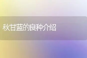 秋甘蓝的良种介绍