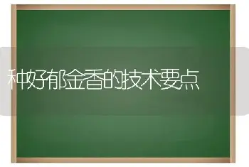 种好郁金香的技术要点