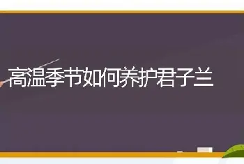 高温季节如何养护君子兰