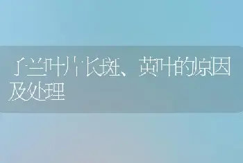 子兰叶片长斑、黄叶的原因及处理