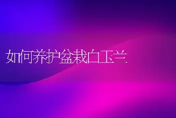 如何养护盆栽白玉兰