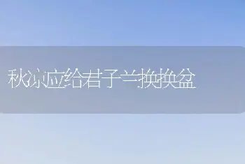 秋凉应给君子兰换换盆