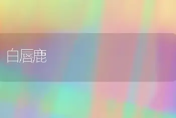 白唇鹿