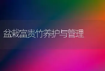 盆栽富贵竹养护与管理