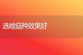 选啥菇种效果好