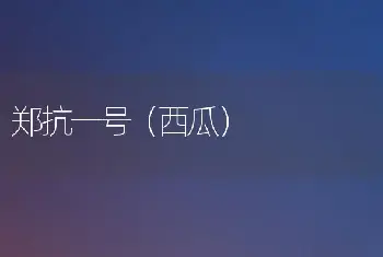 郑抗一号（西瓜）