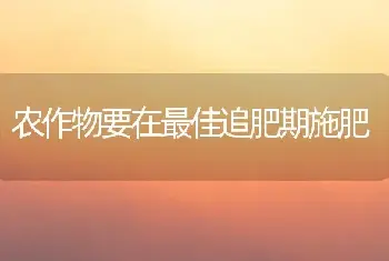 惠东大棚西瓜成冬种新亮点