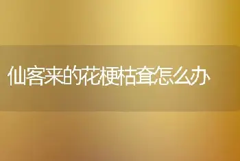 仙客来的花梗枯耷怎么办