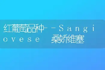 红葡萄品种--Sangiovese 桑娇维塞