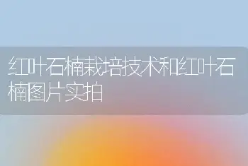 红叶石楠栽培技术和红叶石楠图片实拍