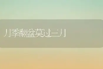 月季翻盆莫过三月