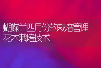 蝴蝶兰四月份的栽培管理-花木栽培技术