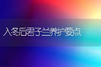 入冬后君子兰养护要点