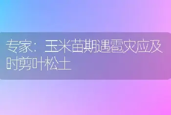 专家：玉米苗期遇雹灾应及时剪叶松土