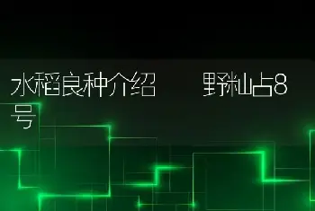 水稻良种介绍――野籼占8号