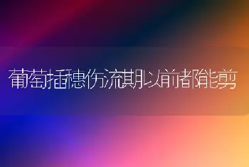 葡萄插穗伤流期以前都能剪