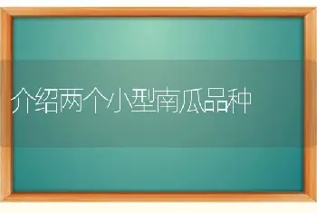 介绍两个小型南瓜品种