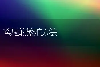 鸢尾的繁殖方法