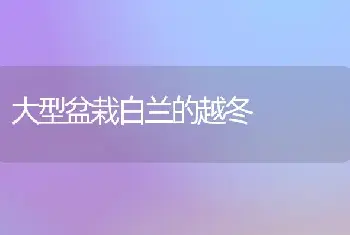 大型盆栽白兰的越冬