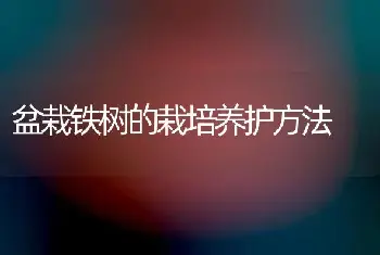 盆栽铁树的栽培养护方法