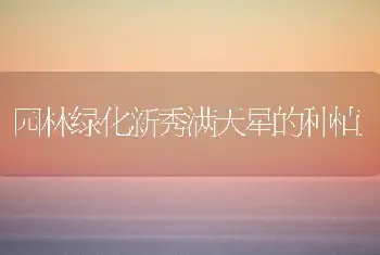 园林绿化新秀满天星的种植