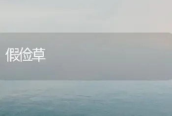 一串红的繁殖管理