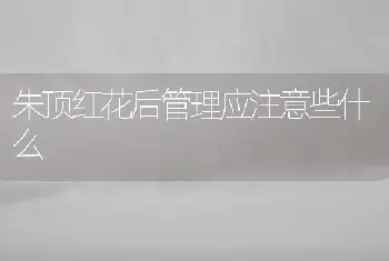 朱顶红花后管理应注意些什么