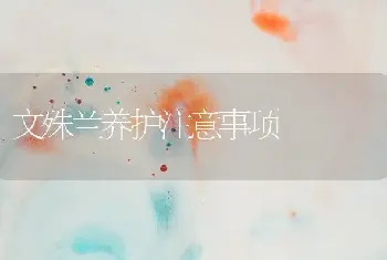 搞好玉米穗期管理