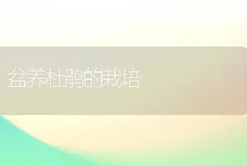 盆养杜鹃的栽培