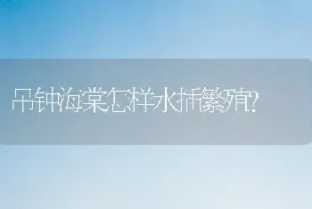 吊钟海棠怎样水插繁殖?